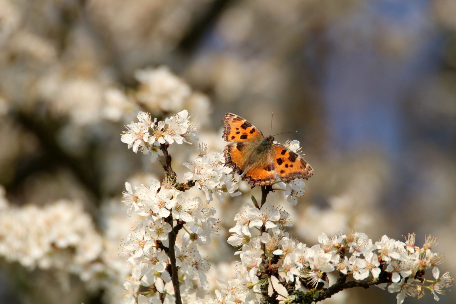 Großer Fuchs