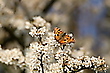 Großer Fuchs