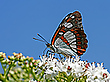 Blauschwarzer Eisvogel