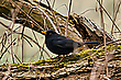Amsel