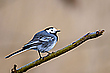 Bachstelze