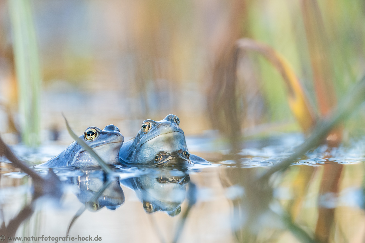 ~ Moorfroschabend ~