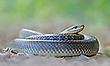 Zamenis longissimus