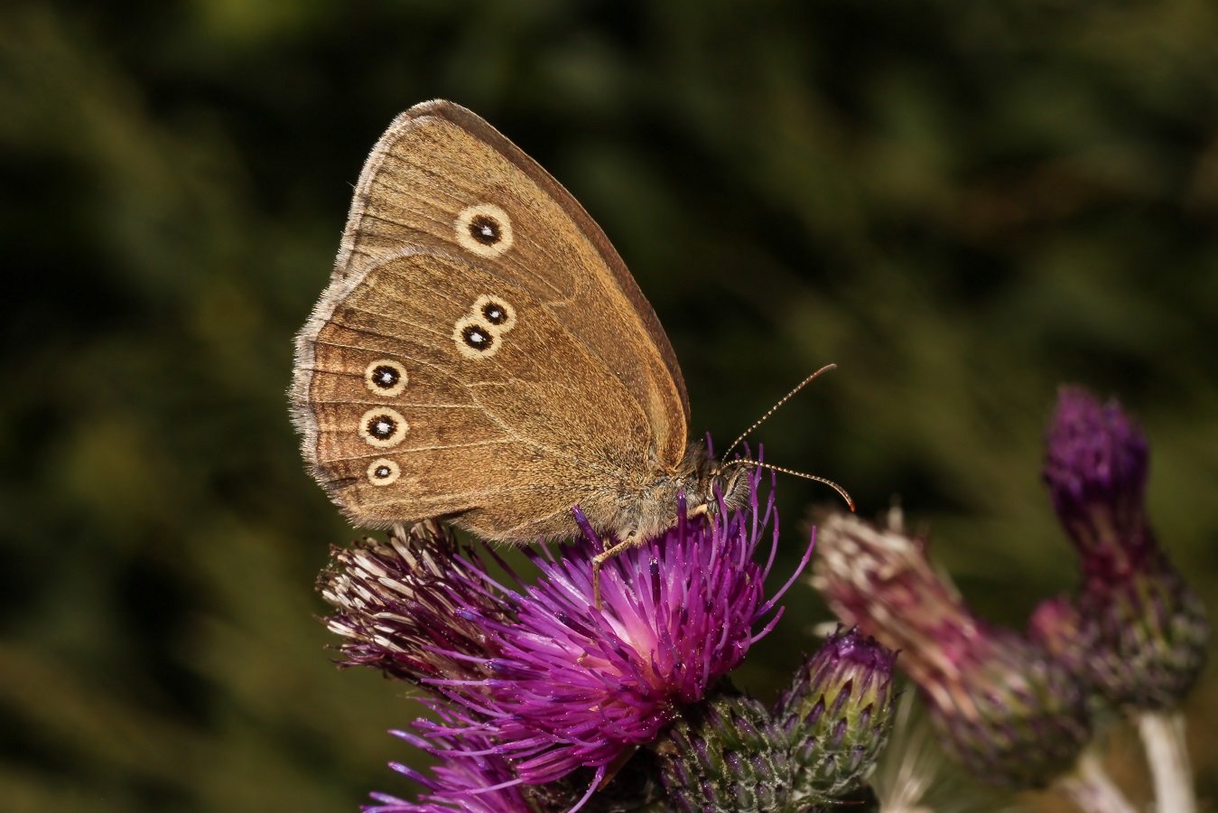 Aphantopus hyperantus