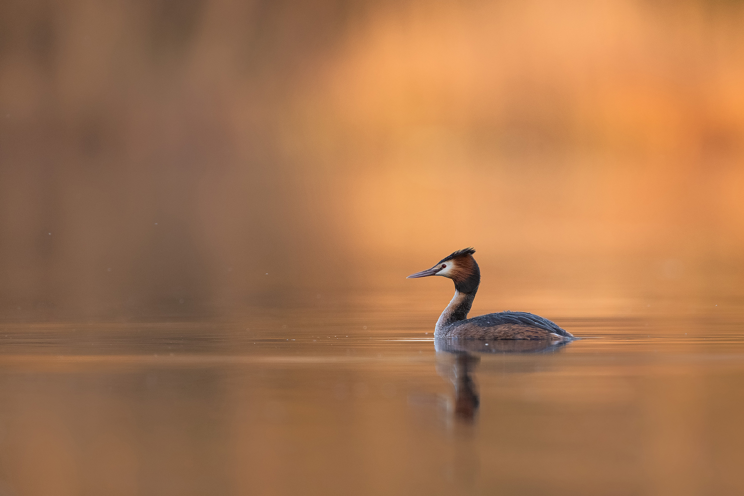 Haubi in der Abendsonne