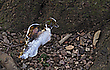 Arme erfrorene Ente.....