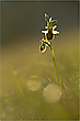 Spinne im Gegenlicht