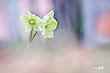 Schnee.- oder Christrose