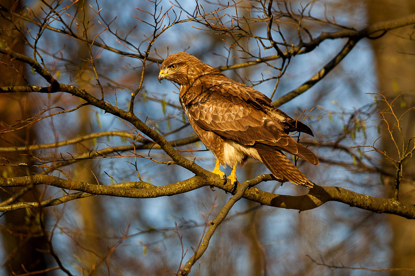 Bussard ( Buteo buteo) - im Abendlicht