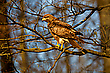 Bussard ( Buteo buteo) - im Abendlicht
