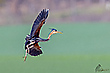 Purpurreiher