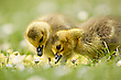 Kanadagans [Branta canadensis]