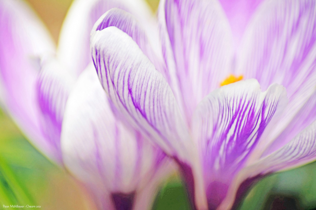 Frühlingszauber Krokusblüten