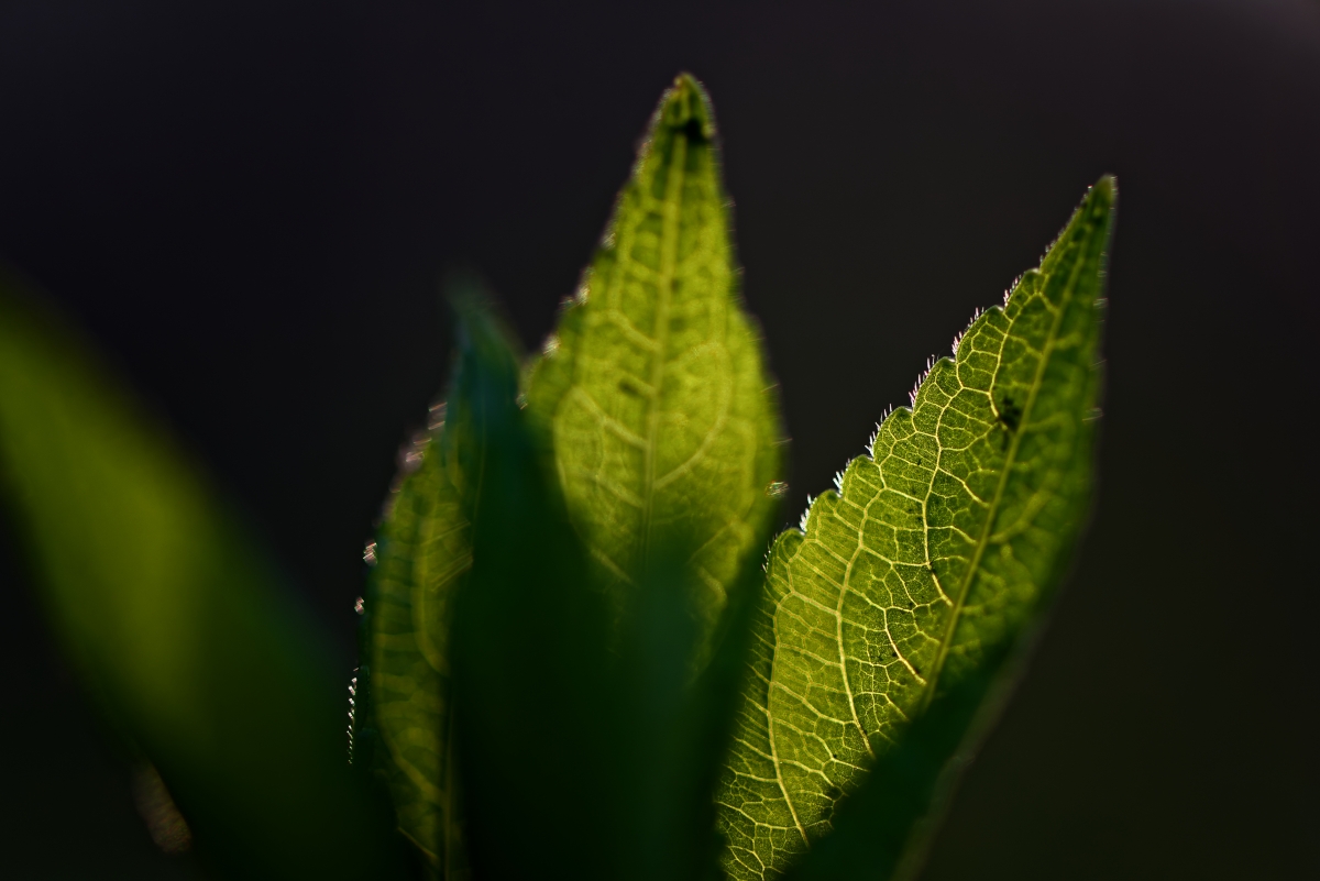 Im letzten Sonnenlicht