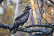 Mäusebussard