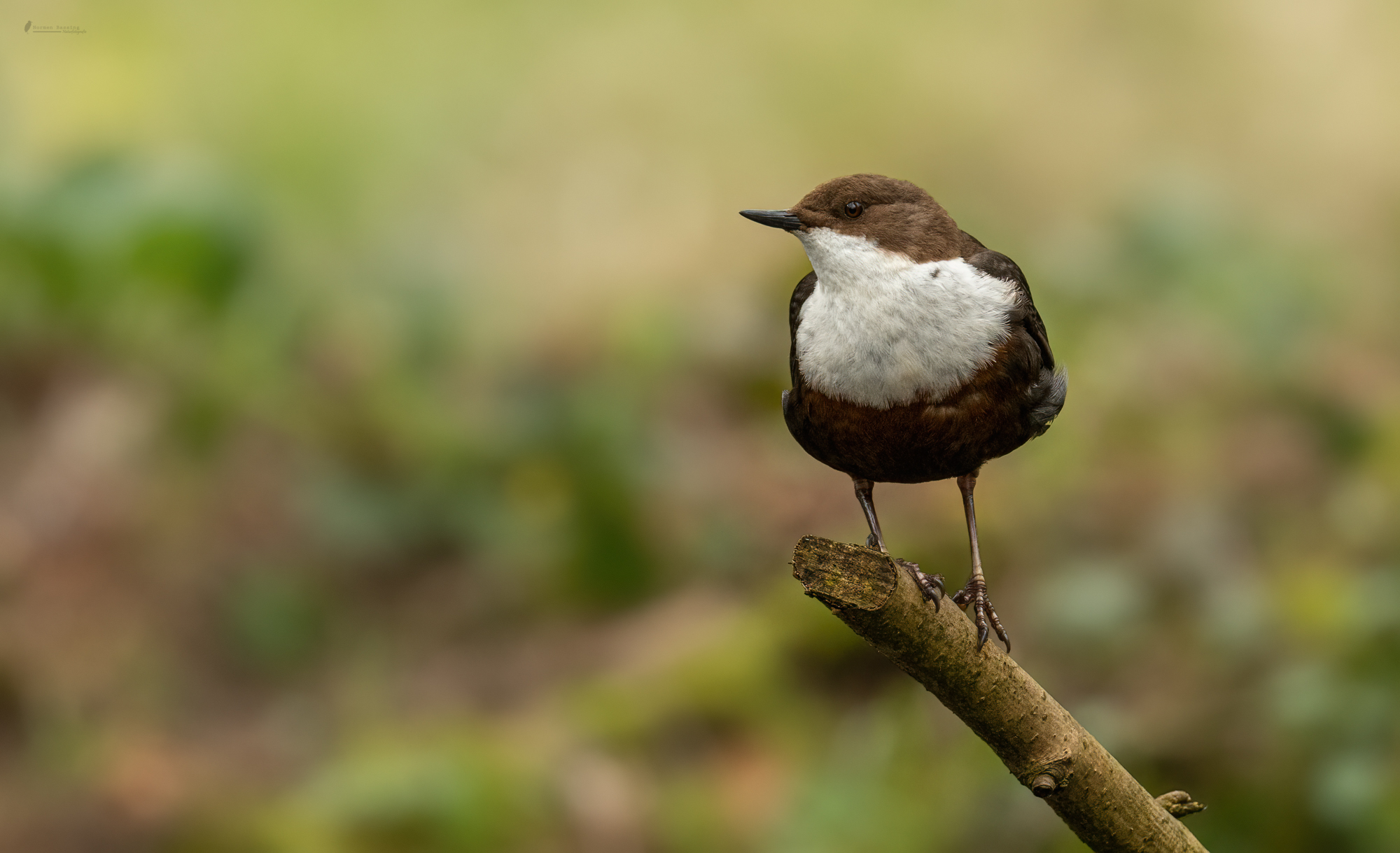 Wasseramsel