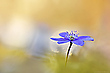 Im Gegenlicht