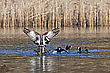 Birdrace