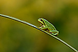 Am Laubfroschteich ...