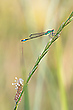 Große Pechlibelle