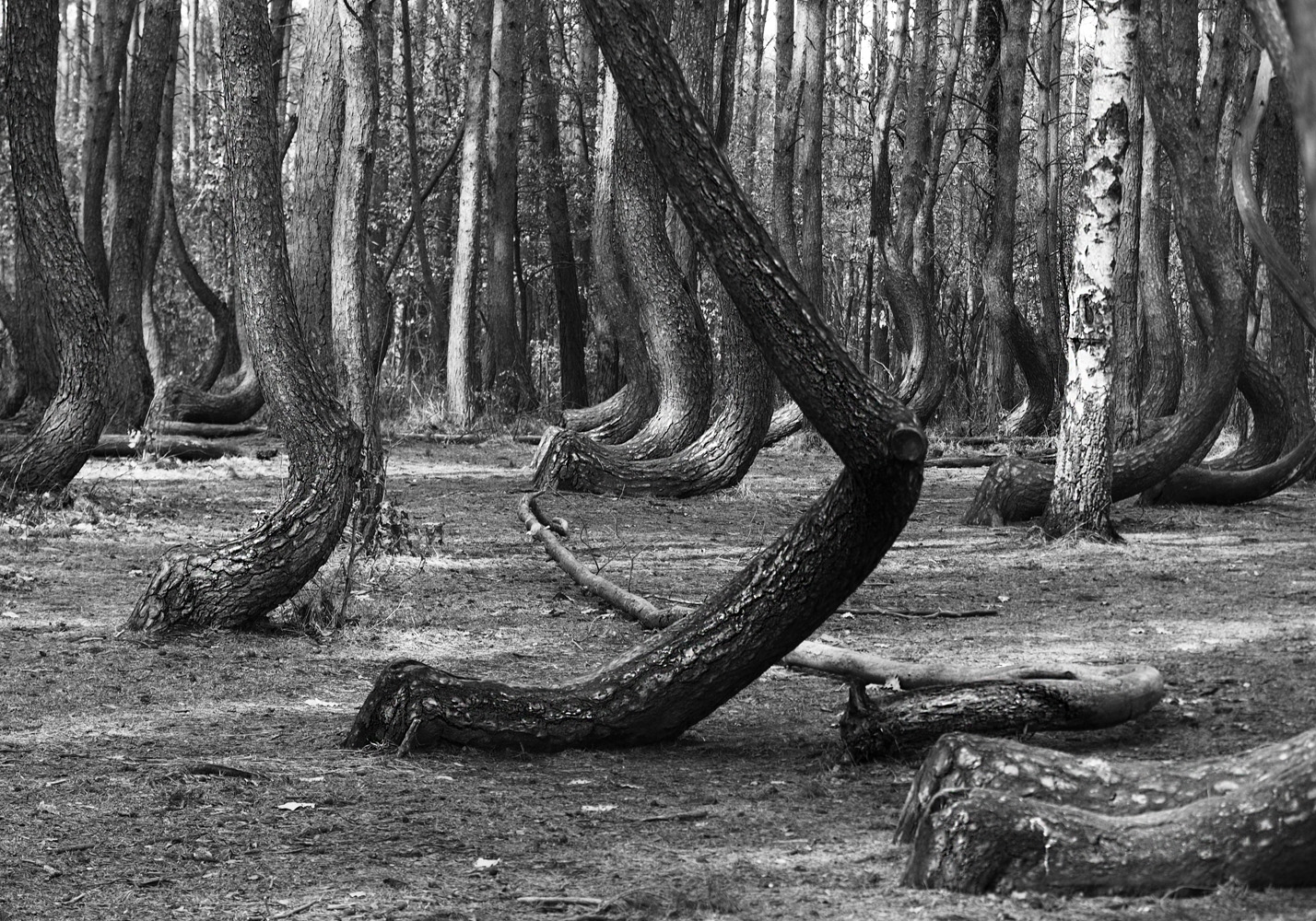 Tanzender Wald für Gunnar
