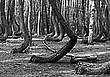Tanzender Wald für Gunnar