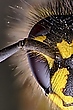 Insektenporträt