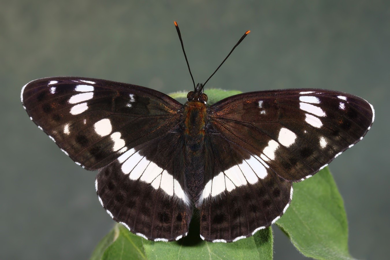 Limenitis camilla