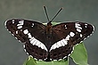 Limenitis camilla