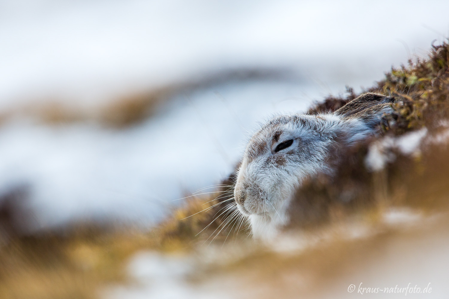 Schneehase