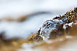 Schneehase
