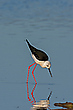 Stelzenläufer bei der Nahrungssuche