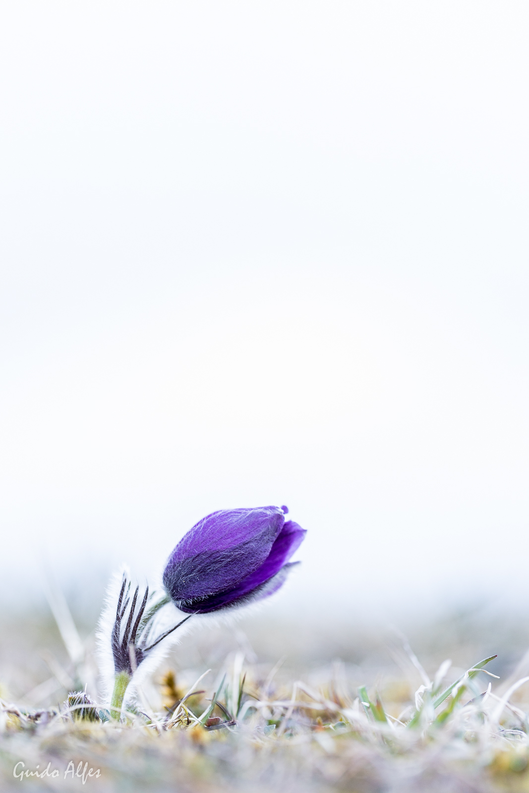 Pulsatilla bei 2°C