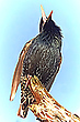Der Star im Gesang
