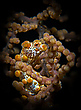 Pygmy Seahorse