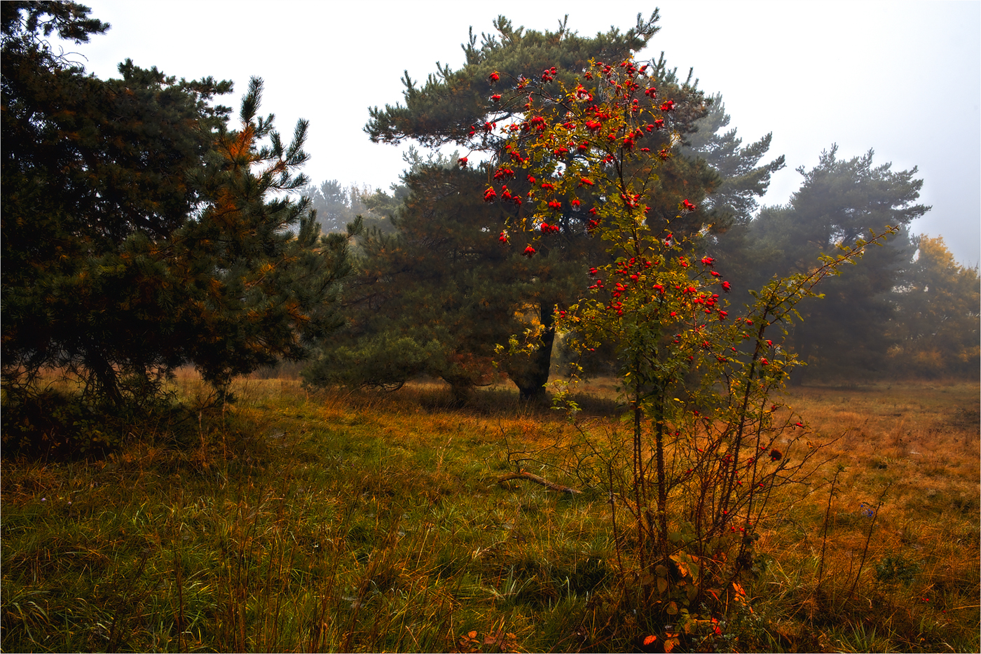 Ein Rosenstrauch ...