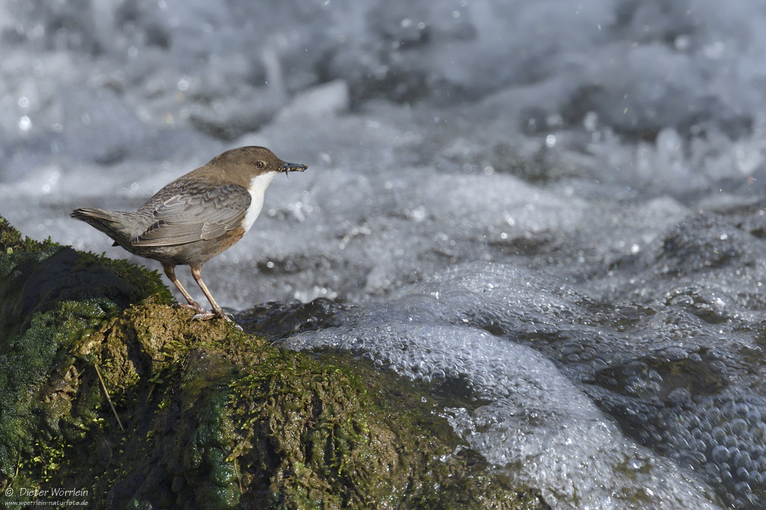 Wasseramsel