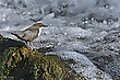 Wasseramsel