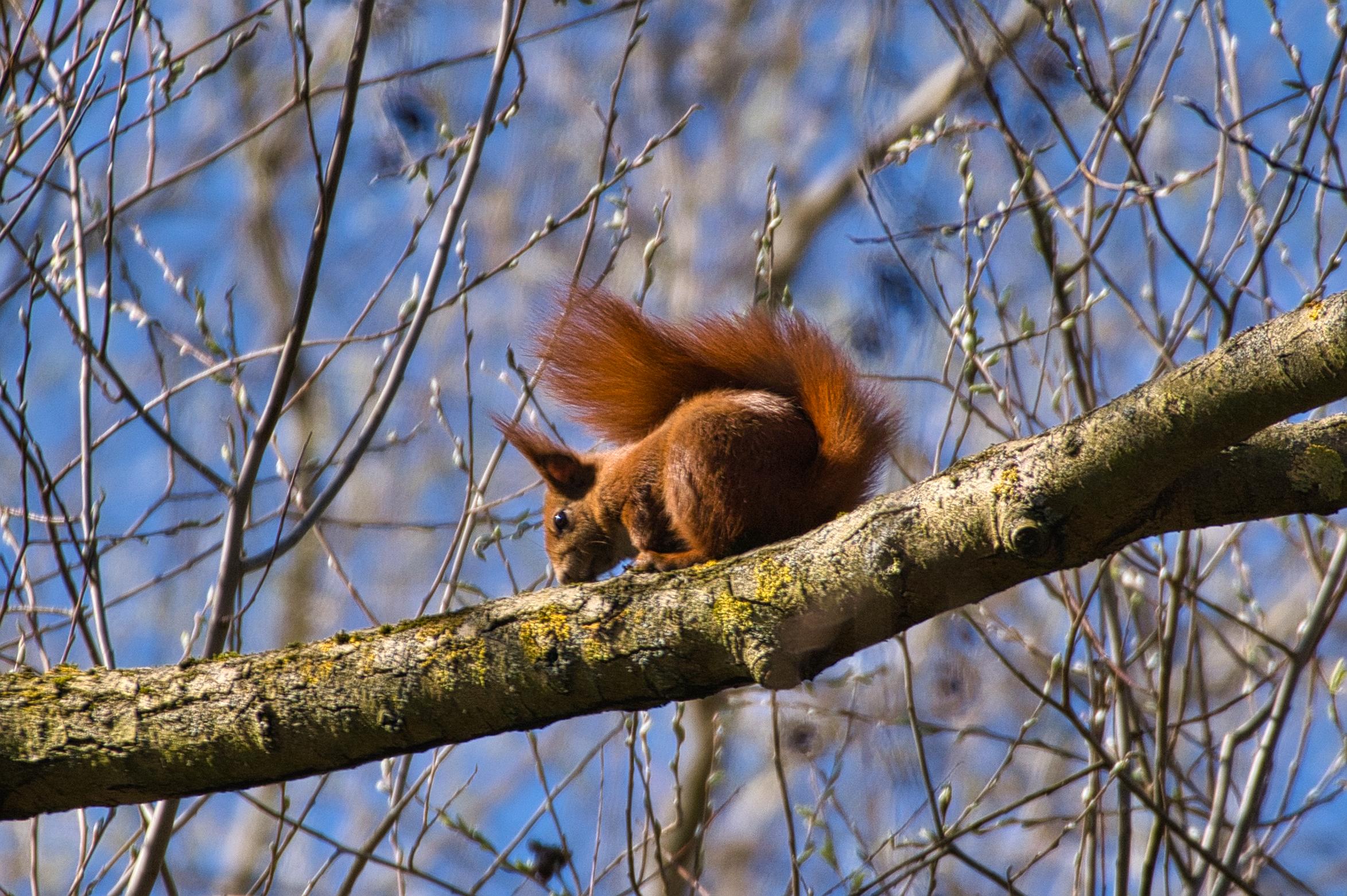 Eichhörnchen