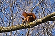 Eichhörnchen