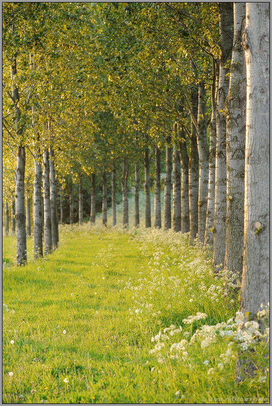 der Weg ins Licht... Baumallee *Frühling*