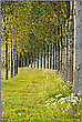 der Weg ins Licht... Baumallee *Frühling*