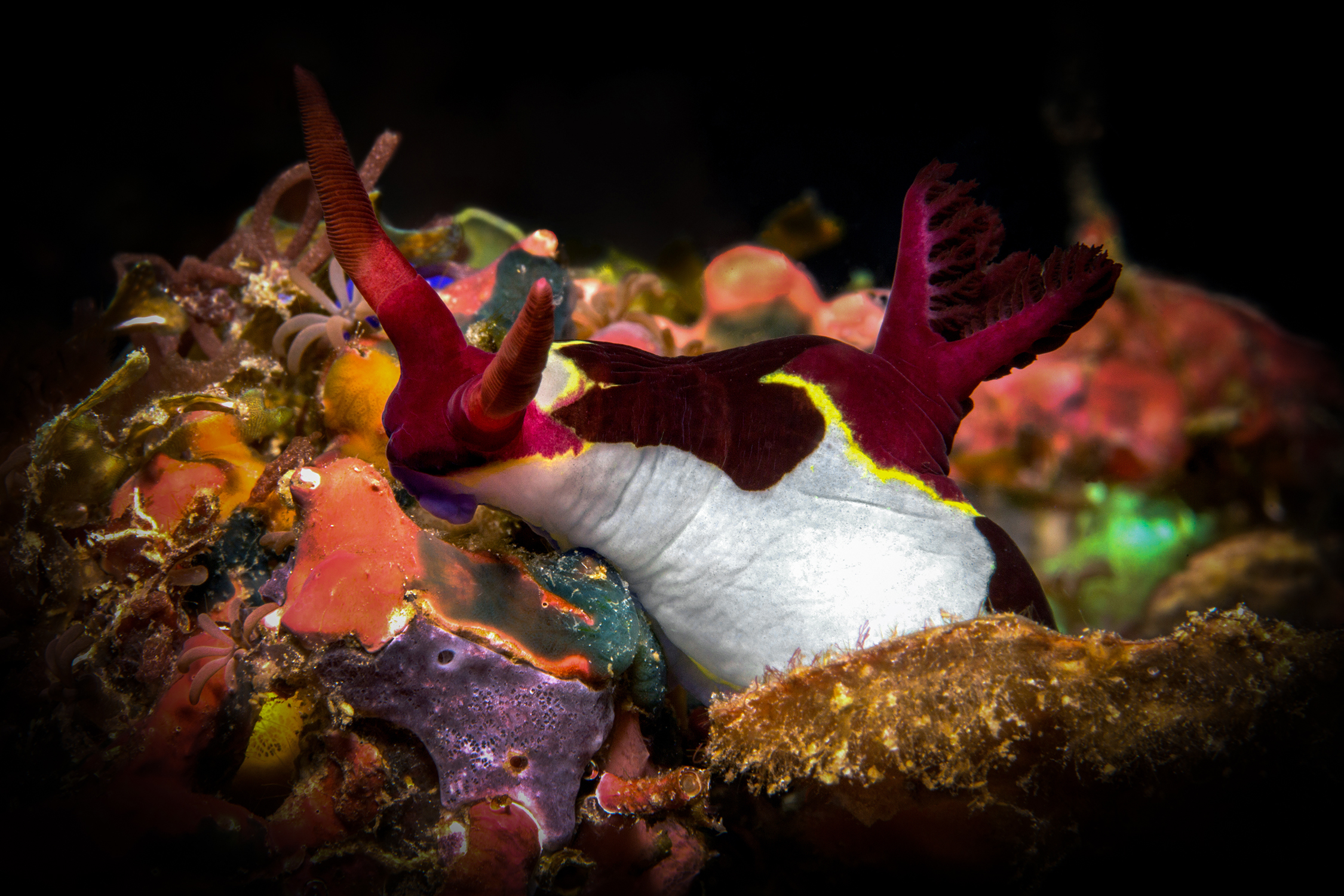 Neonsternschnecke (Nembrotha chamberlaini )