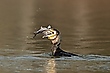 Kormoran
