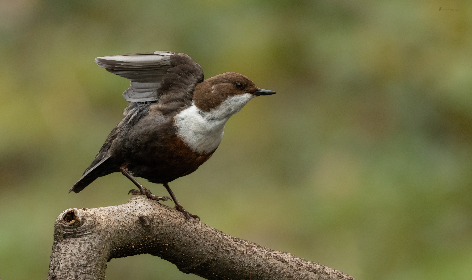 Wasseramsel 2