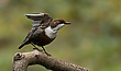 Wasseramsel 2