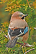Markwart, der Häher....