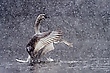Junger Höckerschwan...