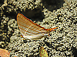 Marpesia berania