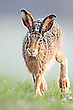 verspäteter Osterhase